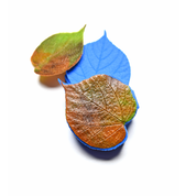 TILLEUL LEAF PRESS